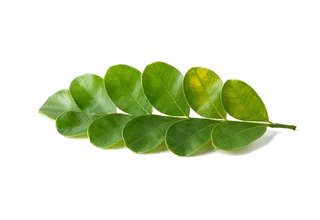 Ornamen daun